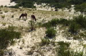 Wild horses on Assateague Island Photo: Margie Smith Holt