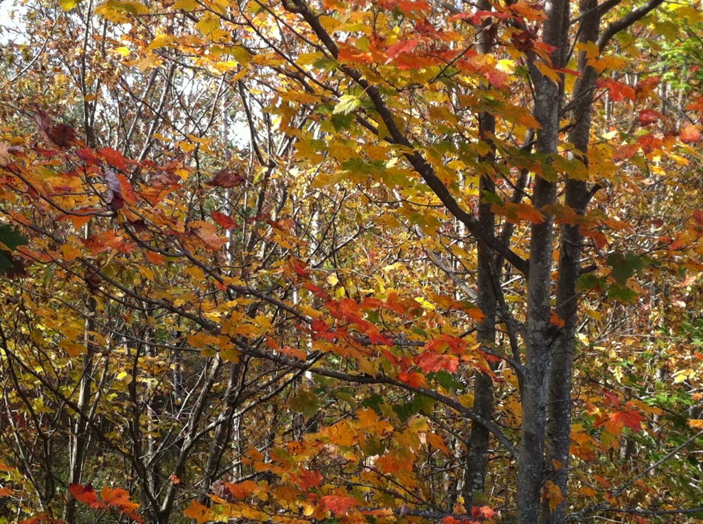 Changing colors in the Catskills, Fall 2013