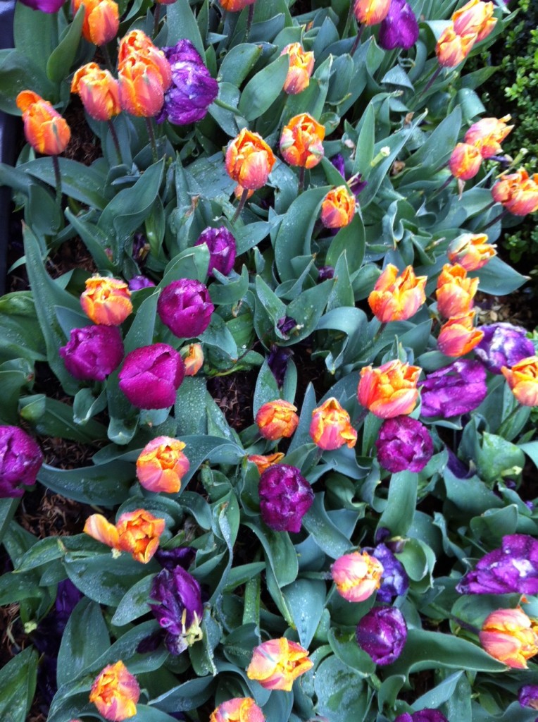 Tulips on Central Park West (Photo: Margie Smith Holt)
