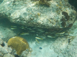 Brain Coral & Fish