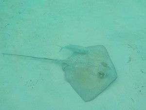 Stingray