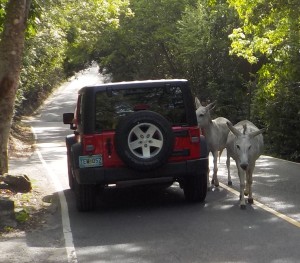 Donkeys visit with tourists on St. John, USVI