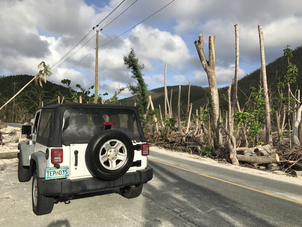 Decapitated palms at Maho Beach, destroyed when Hurricane Irma tore through St. John, USVI.