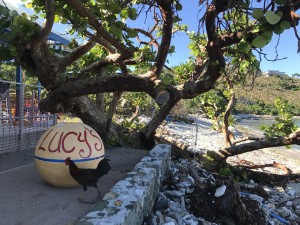 A sea grape tree at Miss Lucy's restaurant after Hurricane Irma in St. John, USVI.