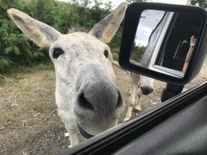 St. John's famous donkeys, survivors of Hurricane Irma, approach a car window.