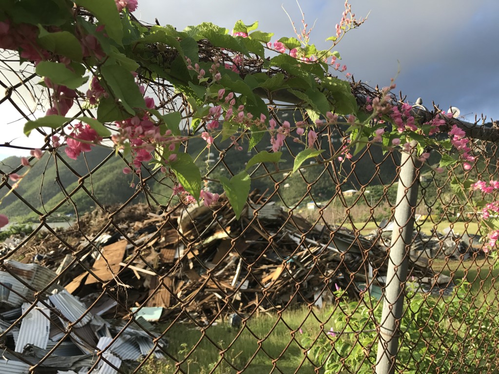 Blooming pink flowers form a frame around piles of trash in the Coral Bay ball field, 11 weeks after Hurricanes Irma and Maria destroyed St. John, USVI.