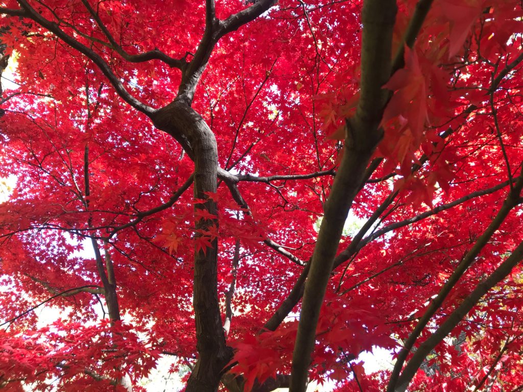 Trees in Central Park burst into color in November 2020.